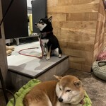 フィッシュ ハウス カフェ - 