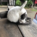 しを里 - この子に癒されすぎました