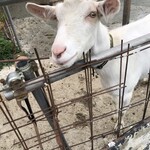 しを里 - メェメェ2匹