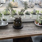 ボンサイ カフェ - 