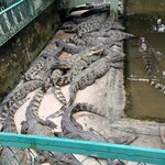 Nha hang sinh chai - 