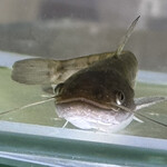 松乃家 - 猛暑の頃は少し辛そうだったナマズたちも心なしか穏やかに爽やかそう^_^