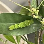 松乃家 - ベランダのちっぽけなレモンの鉢のなけなしの葉っぱを食い荒らしてアゲハが終齢に達していた^_^