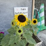 それでもカレーが食べたくて - 