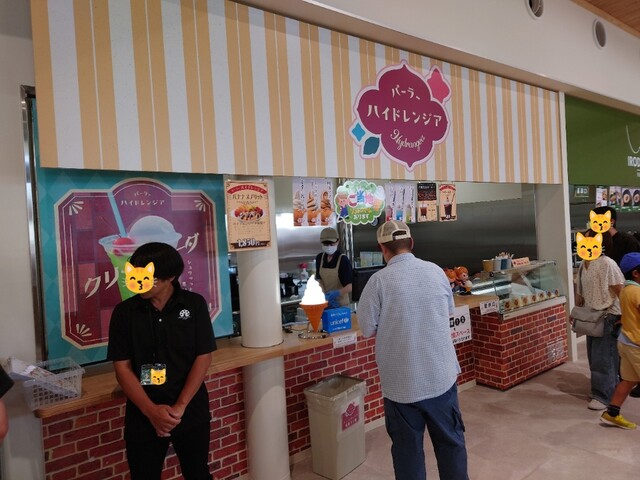 Parlor Hydrangea photo 4