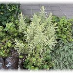 ステーキ・洋食のTANTO屋 - 店頭花壇の風景　2025.8