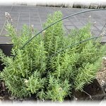 ステーキ・洋食のTANTO屋 - 店頭花壇の風景　2025.8