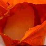 馬車道 大かわ - 鬼灯の中