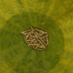 しんせん 割烹 佐乃家 - 