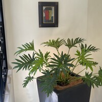 レストラン オオツ - 