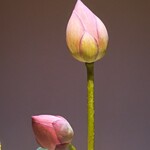 御料理 良所 - 睡蓮