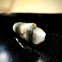 日本橋蛎殻町 すぎた - ついに握りがスタート！
                    シンコ、いただいてみたかった♪嬉しい(^^)
                    しっかりと、シンコ自体の味わいを楽しめる仕立てです。
                    さすがの一カン！