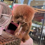 クッチーナ デル カンポ - シェリはおやつに夢中