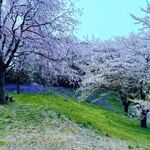蕎麦 阿き津 - 近くのキャンプ場の桜も満開