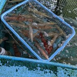 玄海いか舟処　海舟 本店 - イケスの剣先烏賊