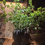 三茶 ユキツバキ - 