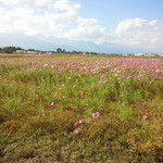 スローカフェマハロ - 周辺は秋です。コスモス満開。