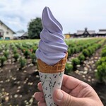 プチルネ - 料理写真:ラベンダーソフトクリーム 400円（税込）。