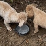 東京ドギーズガーデン - 毎日可愛いワンコ