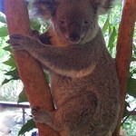 Cairns Tropical Zoo - 超→ガン見されてます。汗