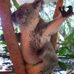 Cairns Tropical Zoo - ガォーッ（←言ってない！）