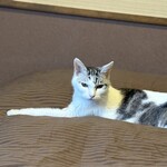 最上高湯 善七乃湯 - お部屋