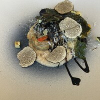 GLICINE di ACQUA PAZZA - 