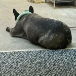 お好み焼 ひらの - 看板犬　主食はロイカンらしい　良いもの食べてるね^ ^