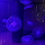 ＲＹＵＤＵＫＩ　ＴＥＰＰＡＮ - 