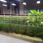 ＲＹＵＤＵＫＩ　ＴＥＰＰＡＮ - 