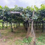 レストランゼルコバ - 