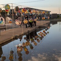 GLICINE di ACQUA PAZZA - 