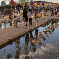 GLICINE di ACQUA PAZZA - 