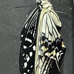 焼きもの家 慶 - 