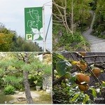 やまぼうし - 
