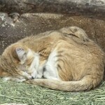 ヤマネコテラス - スナネコ♡