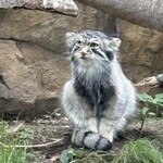 ヤマネコテラス - マヌルネコ♡