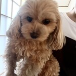 古民家cafe kiara - 