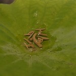 VANKA - 長万部北寄貝と瀬棚町紫雲丹