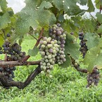 レストラン カーブドッチ - 色付き始めたカベルネ・ソーヴィニヨン