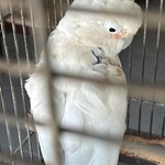 正立食堂 - しゃべる看板鳥