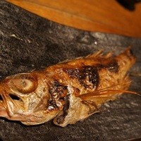 魚匠 銀平 道頓堀店 - のどぐろ　半身　1670円