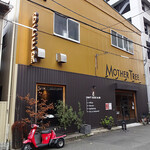 CRAFT BEER BASE MOTHER TREE - 