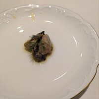 Romiele da REGA - 