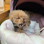 大衆食堂みゆき - あくび？ｗ