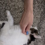 中華そば一歩 - 地域猫　可愛い！