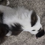 中華そば一歩 - 地域猫　人懐っこい