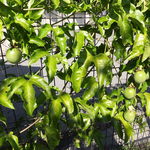 専心庵 - パッションフルーツの果実がありました。ご主人が育てていらっしゃるのかな？
