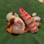 銀座 しのはら - 八寸(ずんだの葛饅頭帆、無花果の胡麻味噌かけ、車海老、鰻とスッポンの煮凝り、鱧と雲丹とオクラのゼリー寄せ)