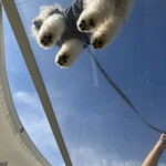 オアシスドッグカフェ - 肉球撮影スポット